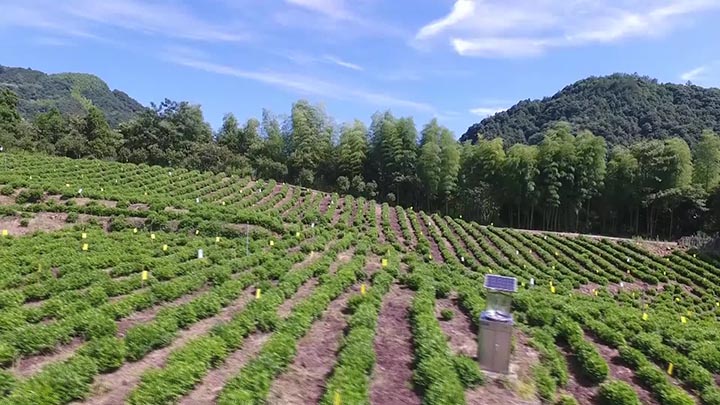 Jardin de thé biologique Huang Shan Maofeng